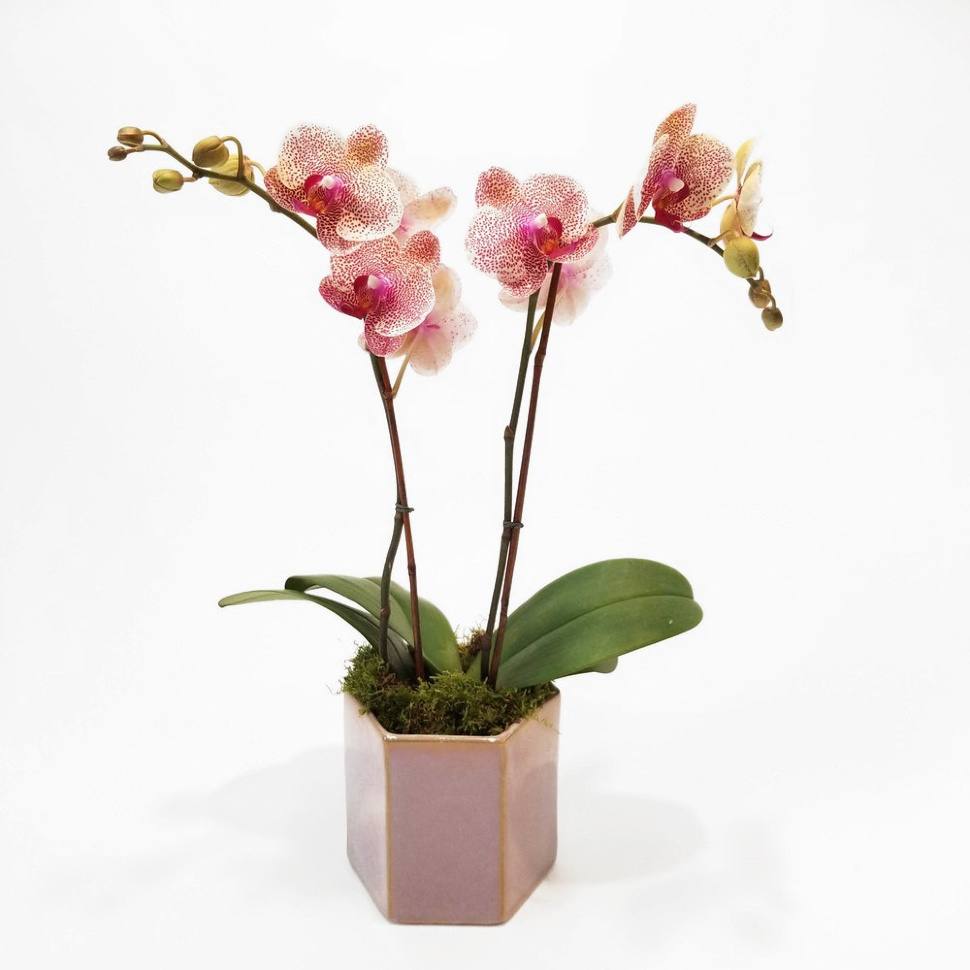 Orchid Enchantment - Luna Flowers Denver