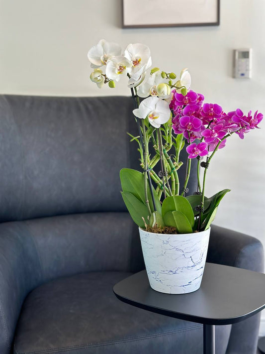 Orchid Enchantment - Luna Flowers Denver