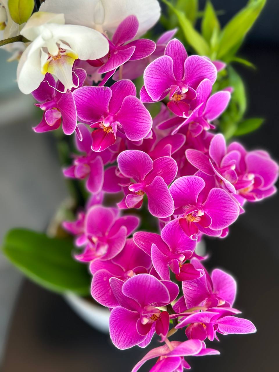 Orchid Enchantment