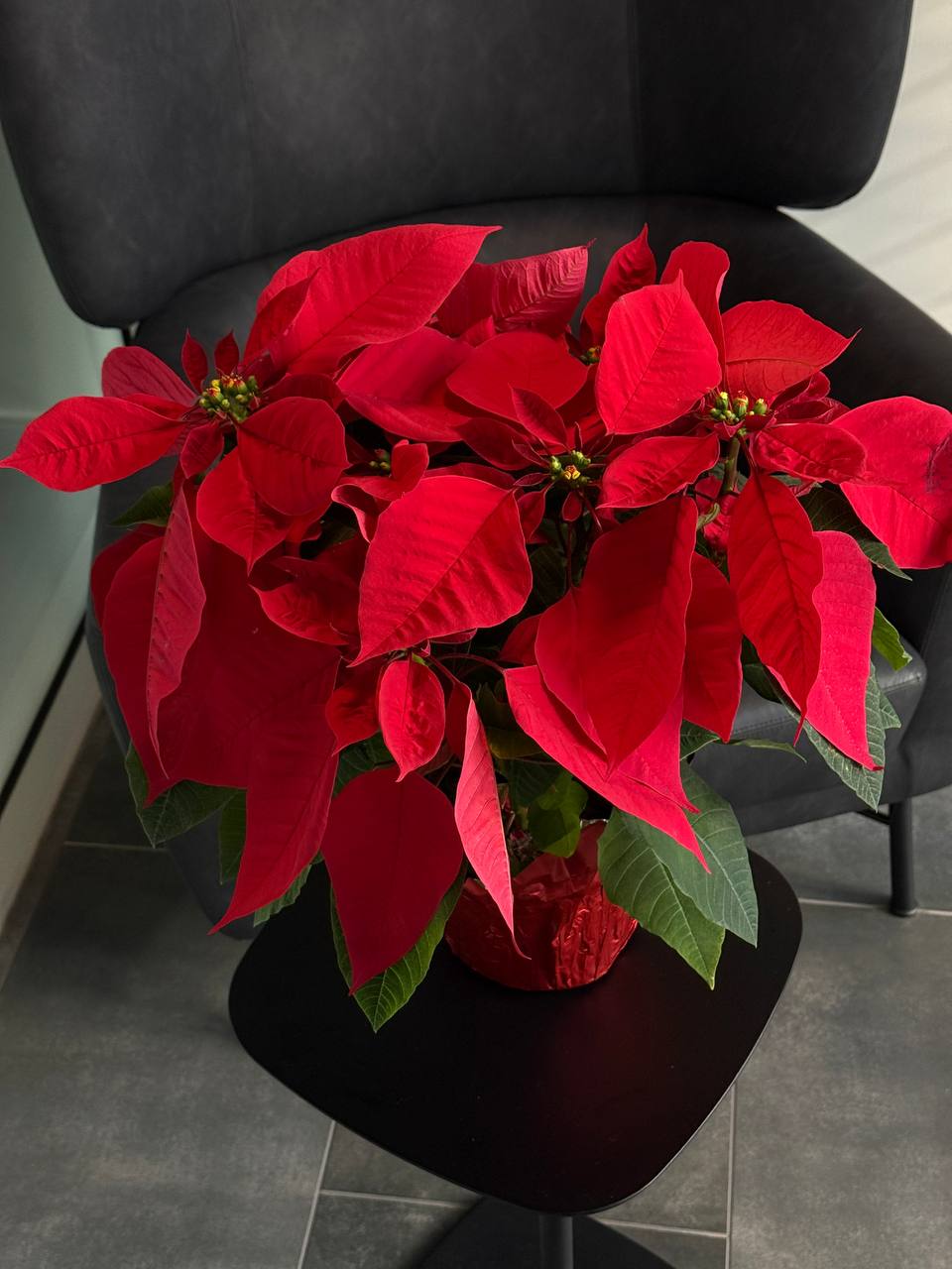 Vibrant Poinsettias