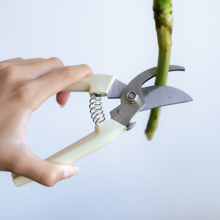 Sharp Stem Scissors